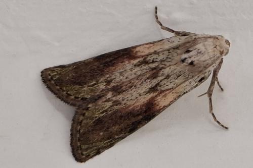 Aphomia sociella